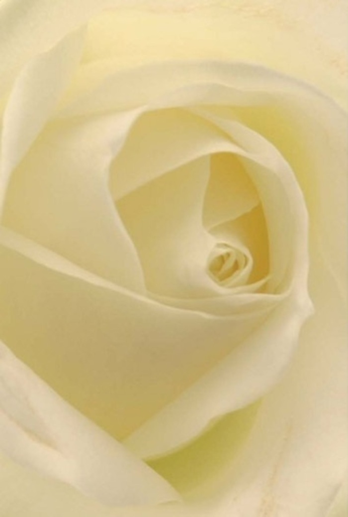 From an Edgware florist's perspective, the close embrace of this white rose captures a story of elegance and serenity found in the heart of Edgware Village. Viewed at eye level, each creamy-white petal layers gracefully over the next, their soft matte finish and gentle curves reminiscent of the calming atmosphere along Broadfields Avenue in springtime. The centre of the rose, with its intricate spiral, draws the gaze inward, bathed in diffuse light that brings out phases of pure white and mellow cream-like sunlight streaming through lace curtains. Outer petals, nearly sheer and feather-light, are arranged in harmonious symmetry, speaking of both nature's delicate architecture and the steady hands that arranged them. The play of light and gentle shadow gives the bloom an almost ethereal glow, making it ideal for tender occasions: romantic gestures, milestones marked with humility, or even as the centrepiece for a local Edgware wedding. This rose radiates purity, resilience, and the unspoken comfort one seeks in flowers when words themselves aren't enough. As a symbol, it embodies both hope and healing, much like the care and respect Edgware Florist extends to every client-infusing each bouquet with understanding, artistry, and familiarity with our cherished neighbourhood.